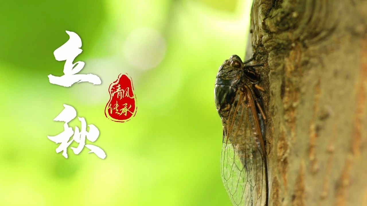 清風(fēng)·傳承 | 立秋：“蒲”實(shí)無華 至柔至堅(jiān)